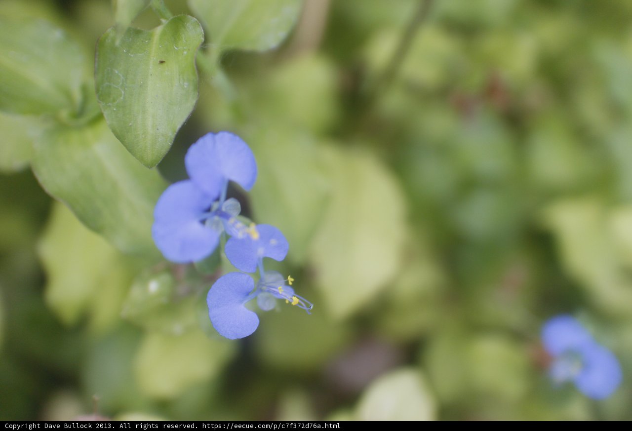Blue Geranium in Altadena