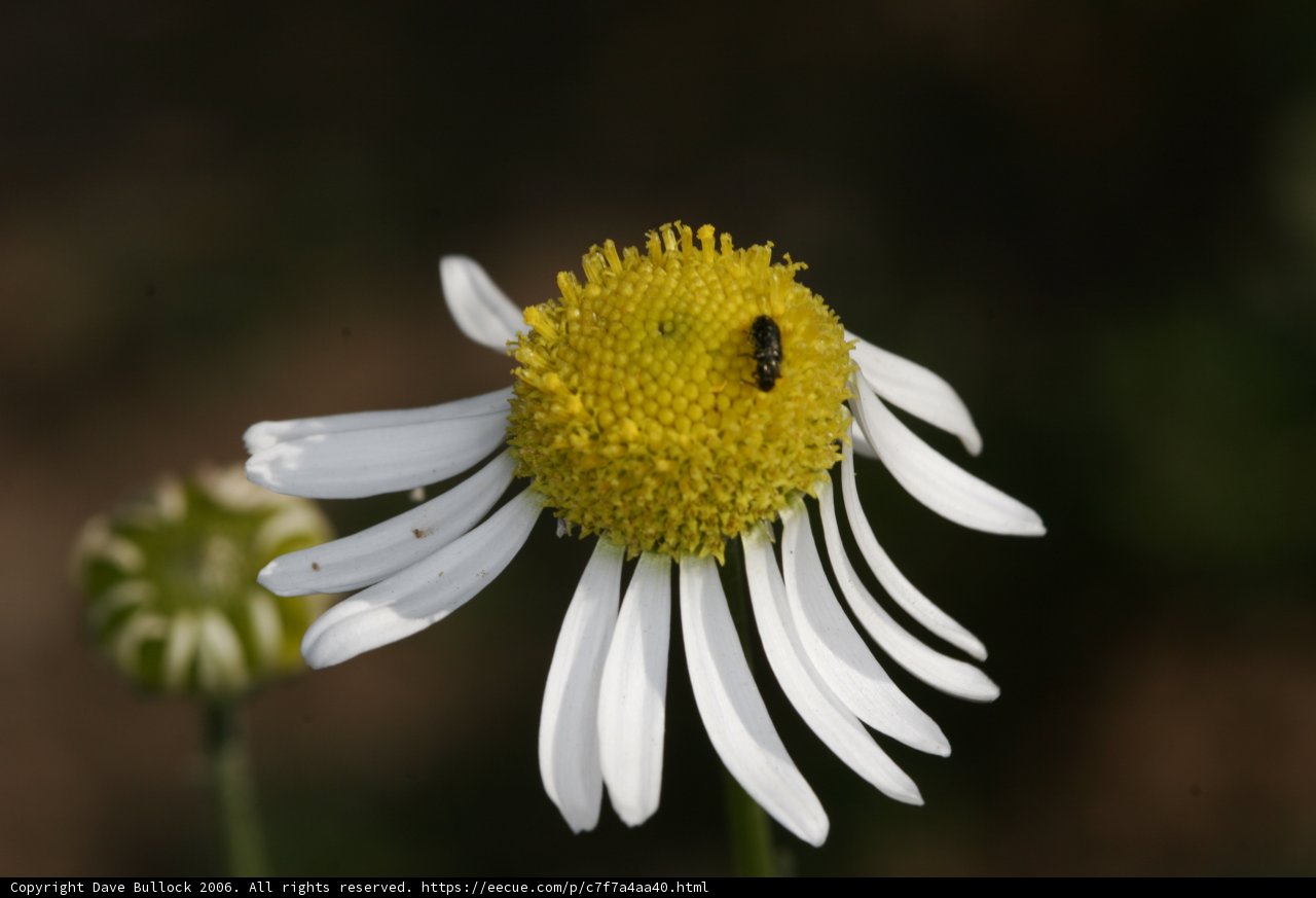 Bee Pollinating a Daisy