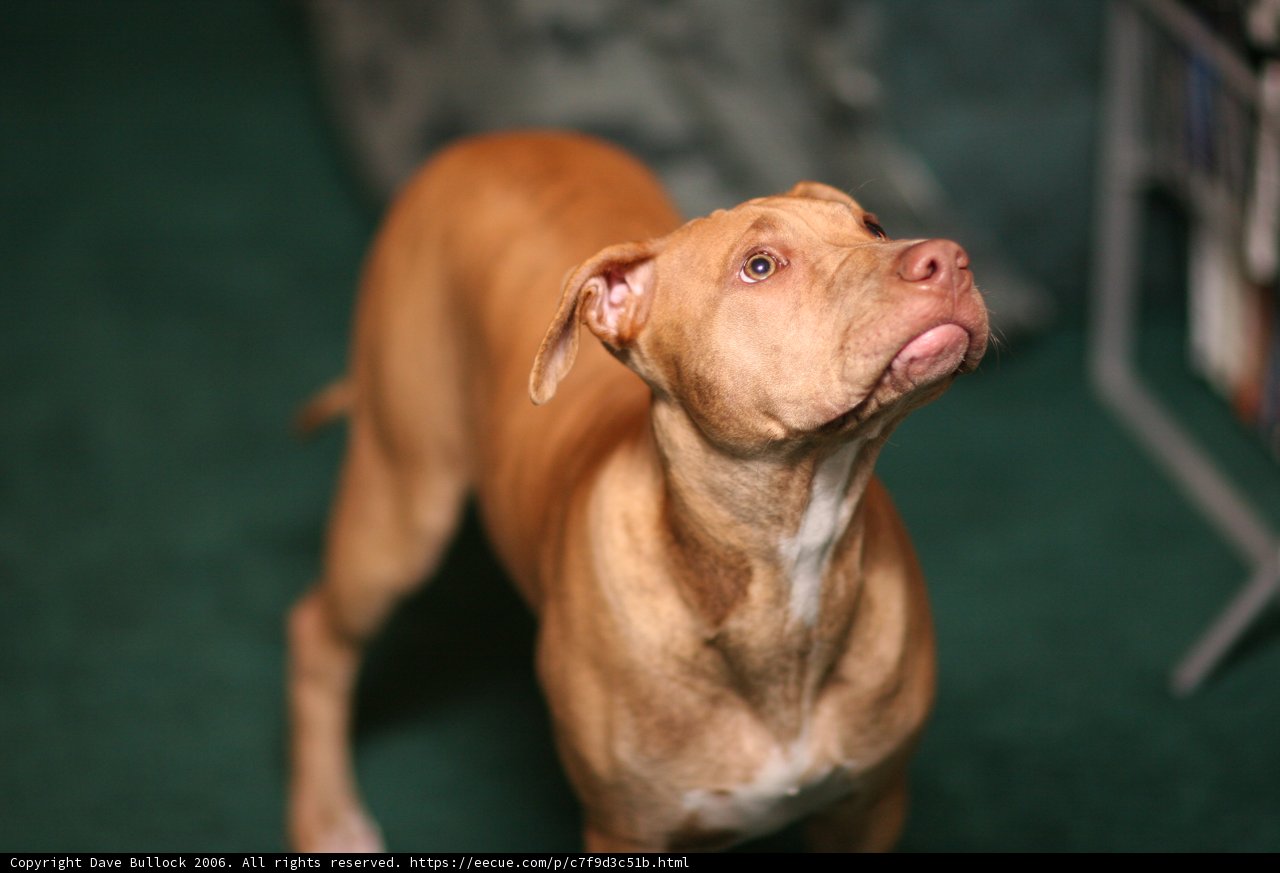 Curious Canine