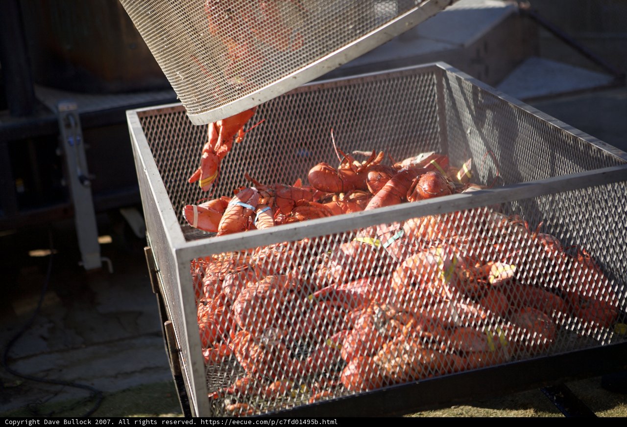 Grillin' and Chillin' at the 2007 Lobster Festival