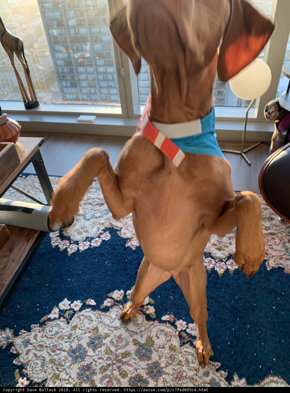 Hound on Hind Legs at the Window