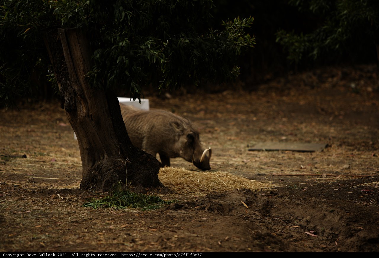 Lunch Time in the Wild: An Oakland Zoo Encounter