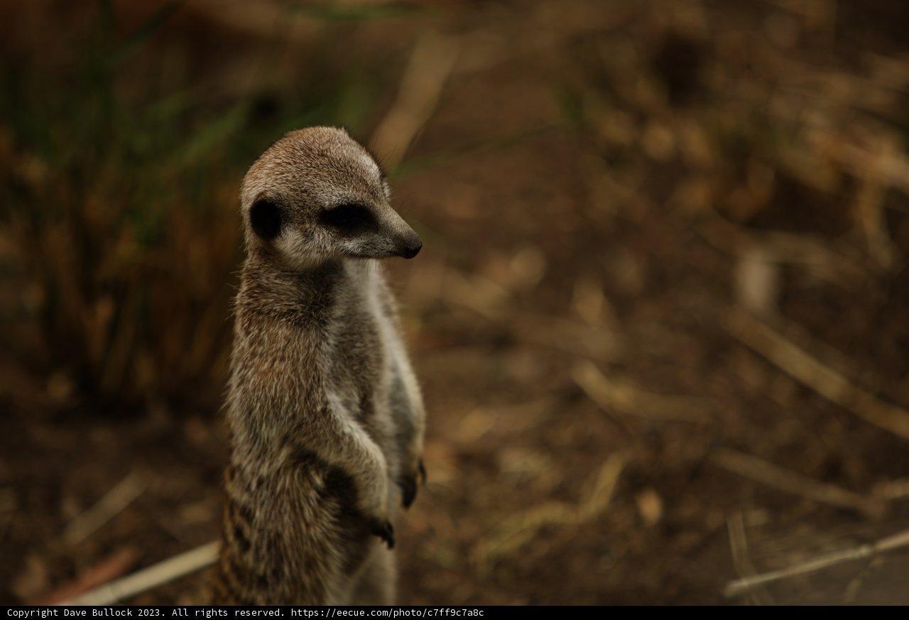 The Watchful Meerkat