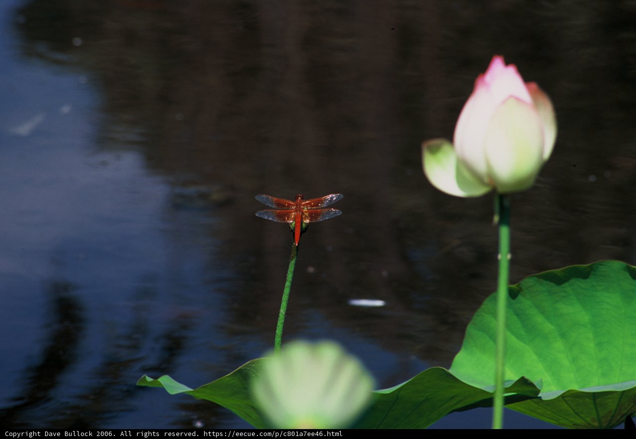 Serene Dragonfly on a Lotus Leaf