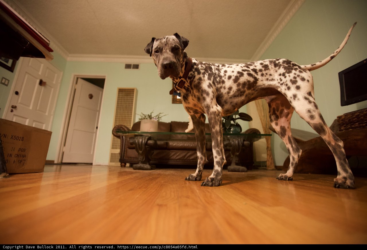 Hardwood Hound