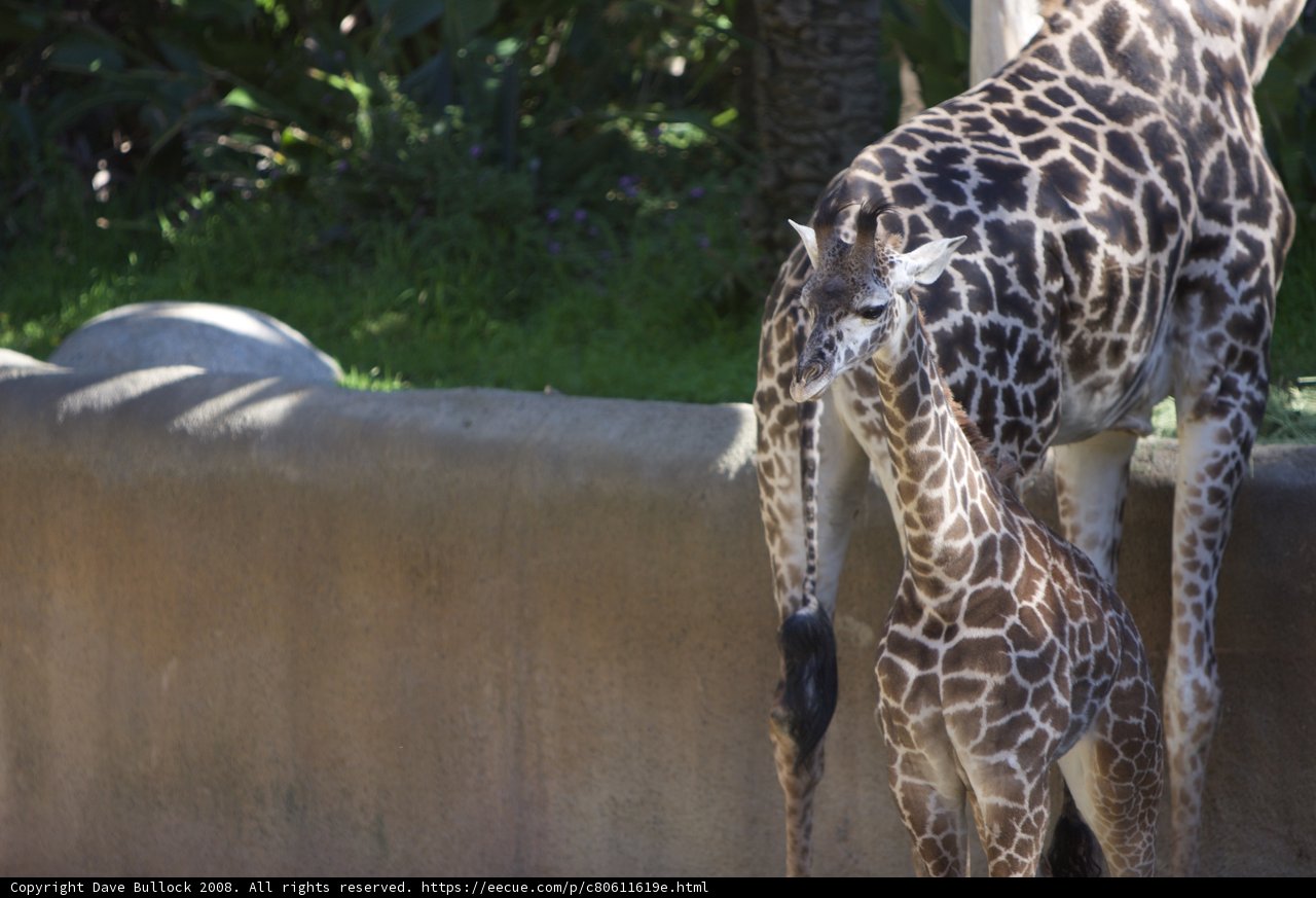 Mother and Baby Giraffe at the Zoo