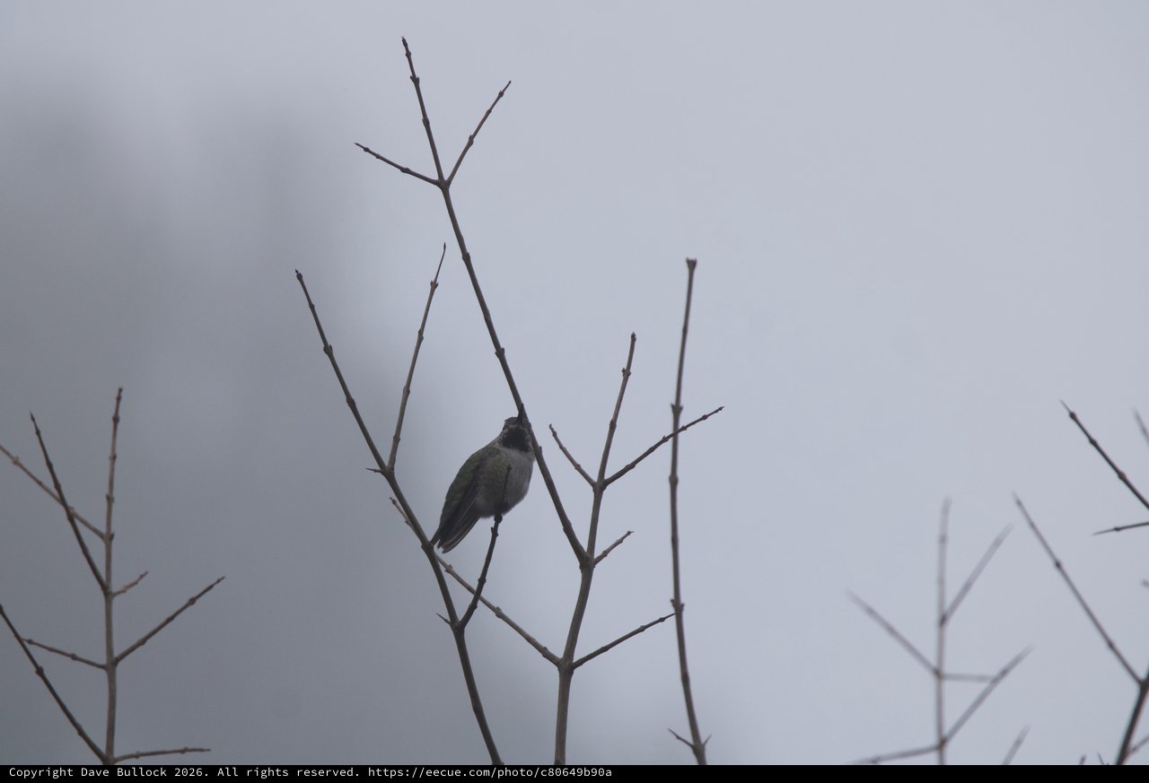 Solitary Bird Perched on Bare Winter Branches