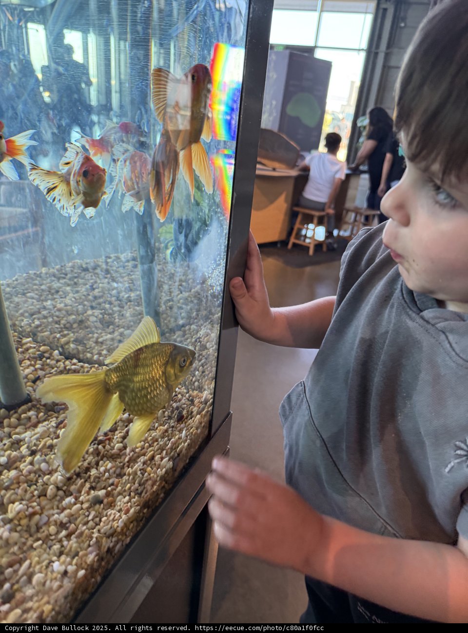 Wonder at the Aquarium
