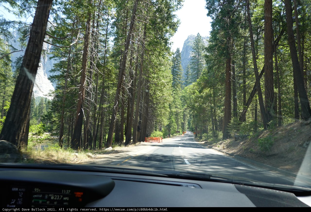 The Tree-Lined Roadway
