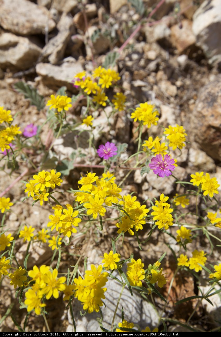 Wildflowers Blanketing the Rocky Landscape