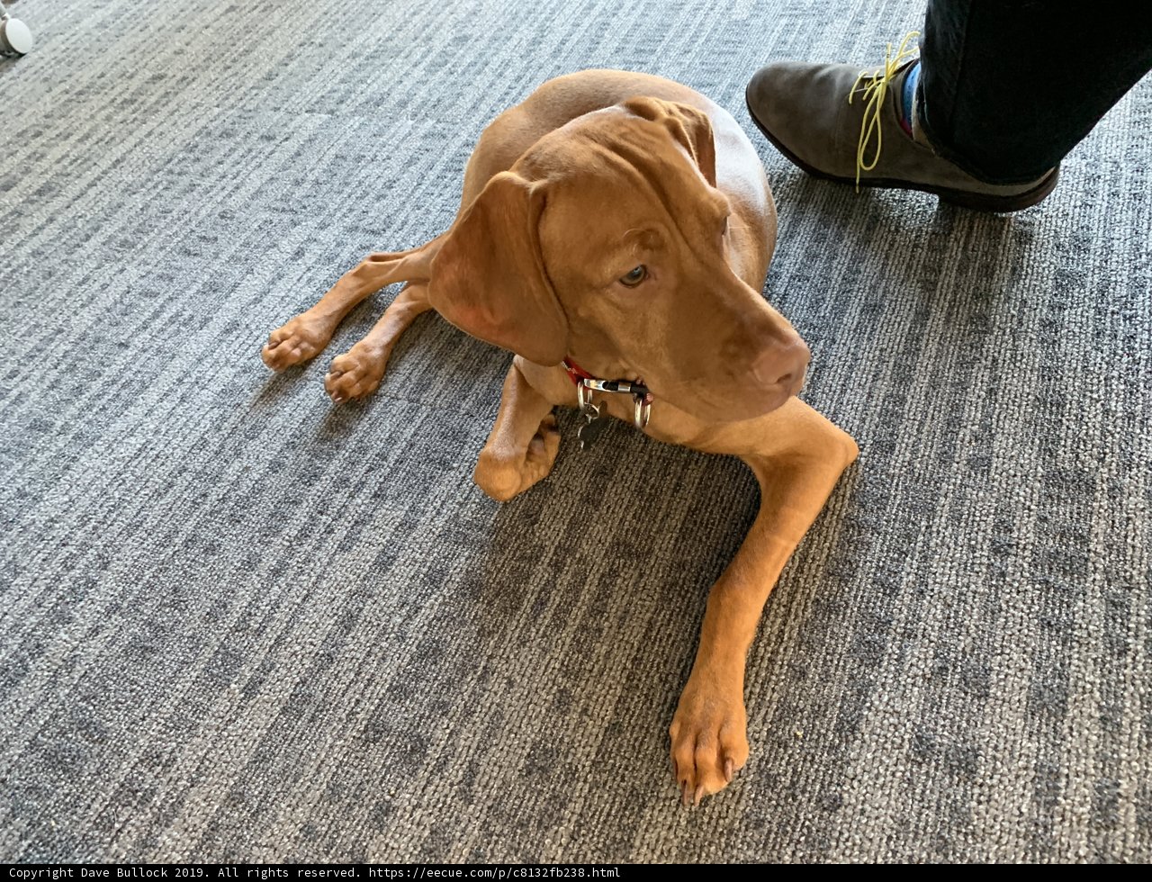 Relaxing Vizsla