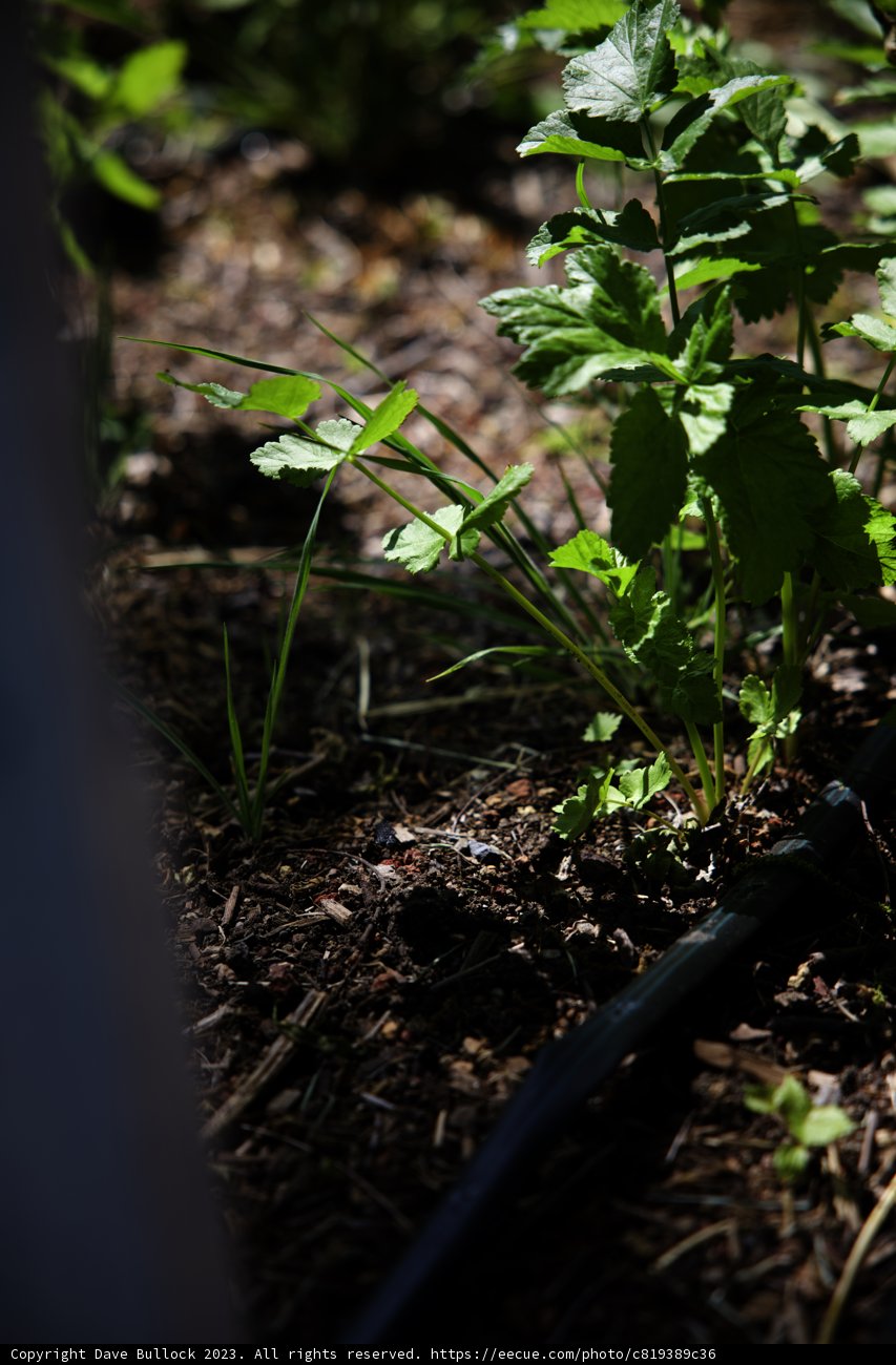 Thriving Cilantro by the Fence