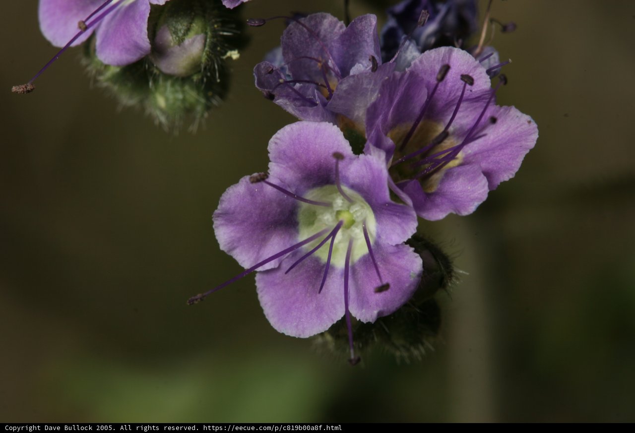 Purple Majesty