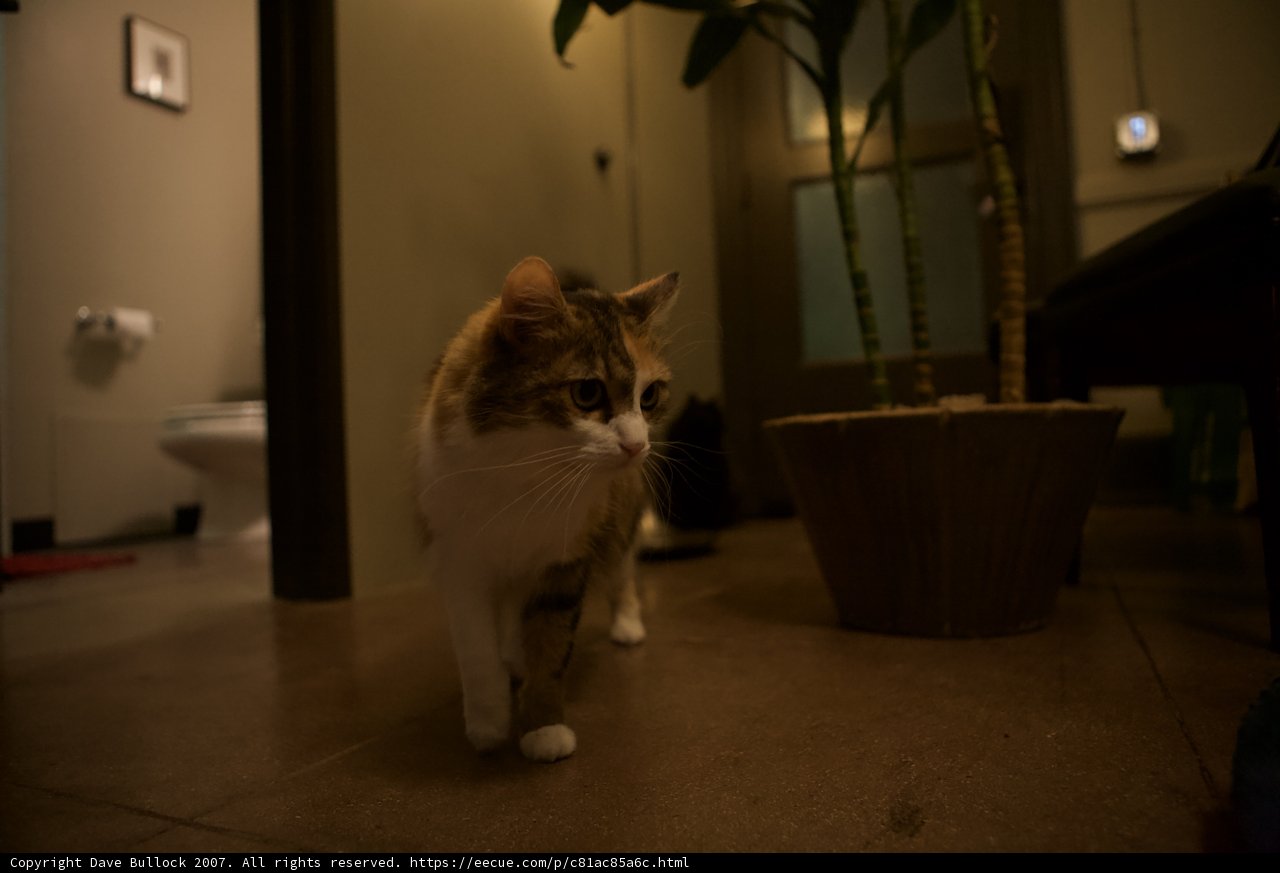 Feline Friend Amongst the Foliage