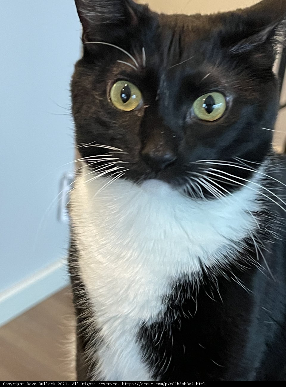 Majestic Feline
