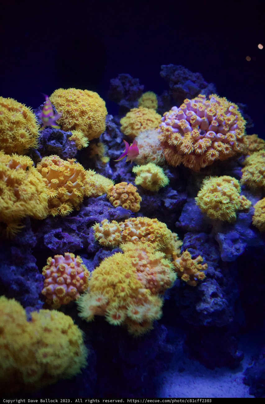 Underwater Cornucopia: A Diverse Coral Reef