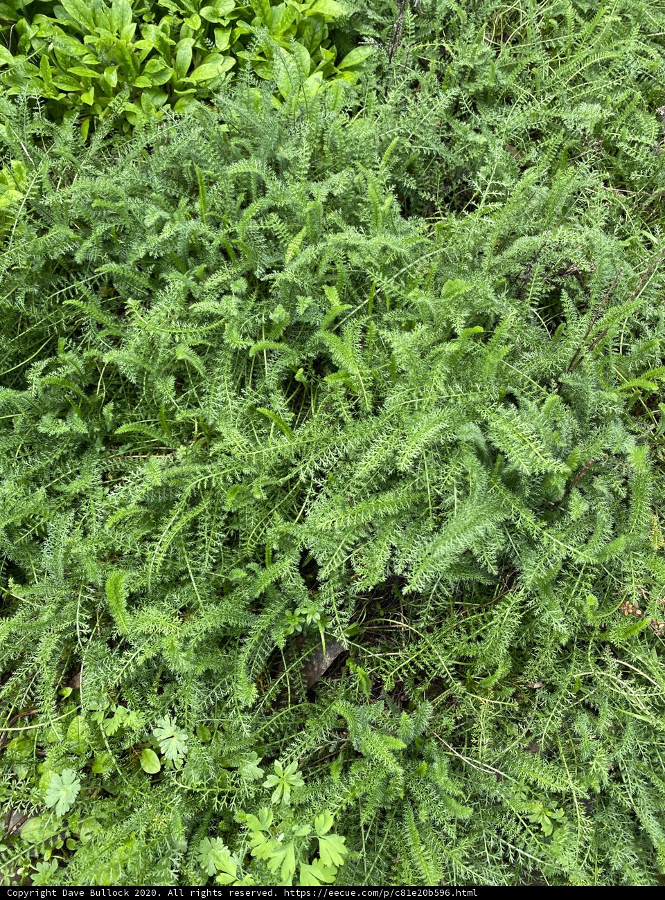 Lush Foliage in Golden Gate Park