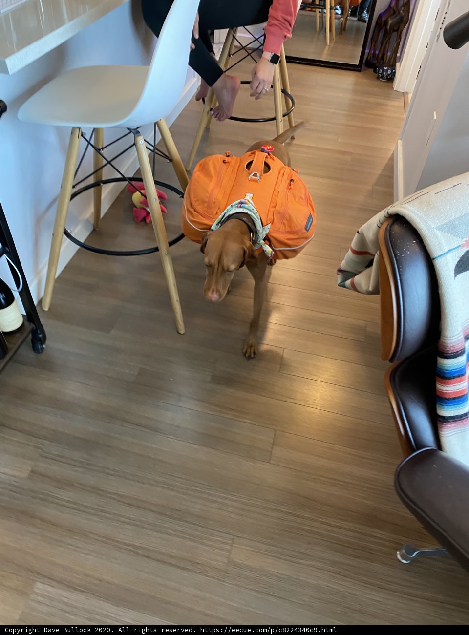 Backpacking Pup