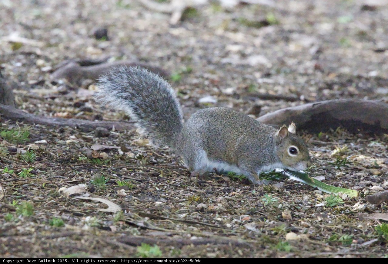Woodland Forager
