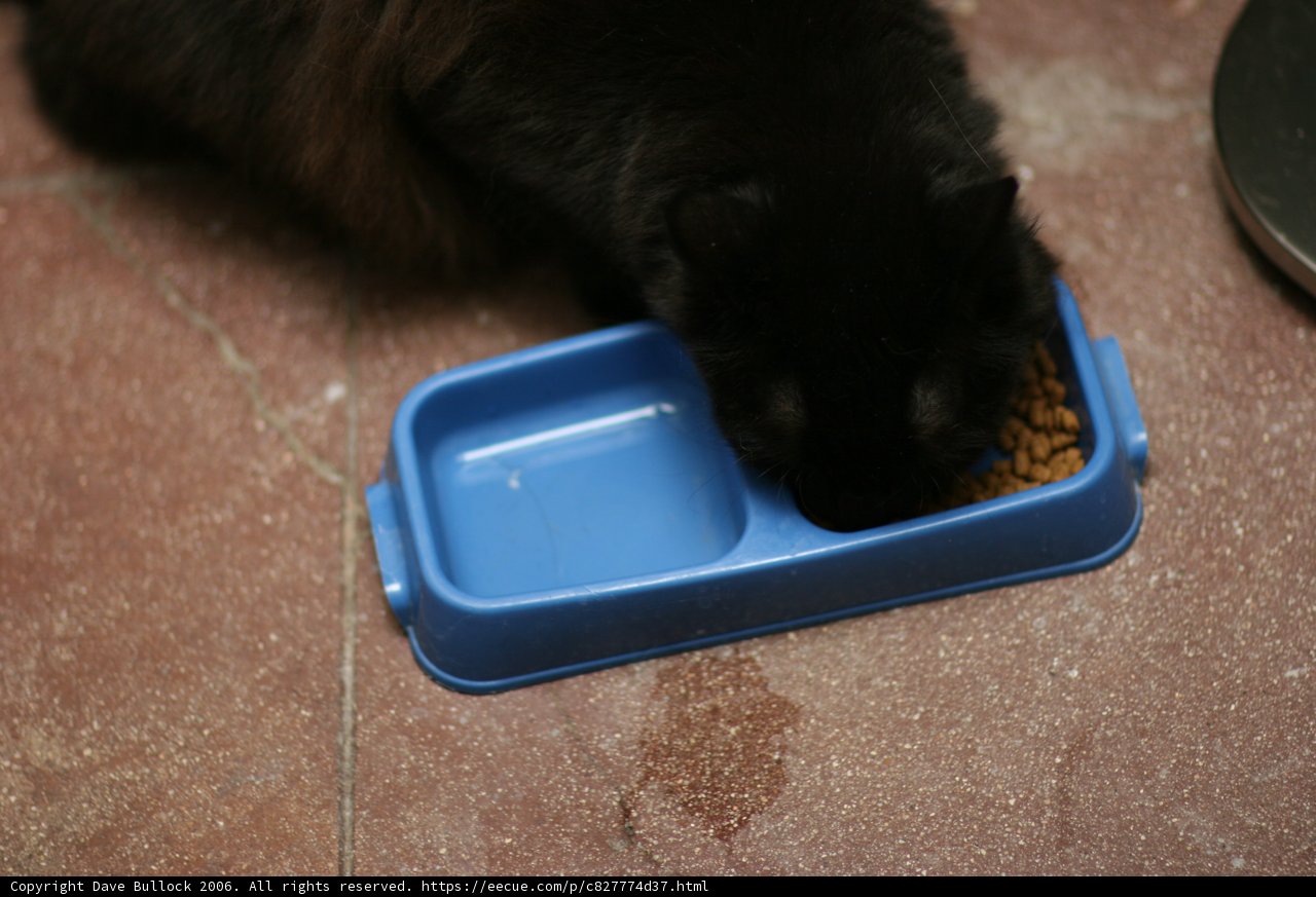 Feline Feast