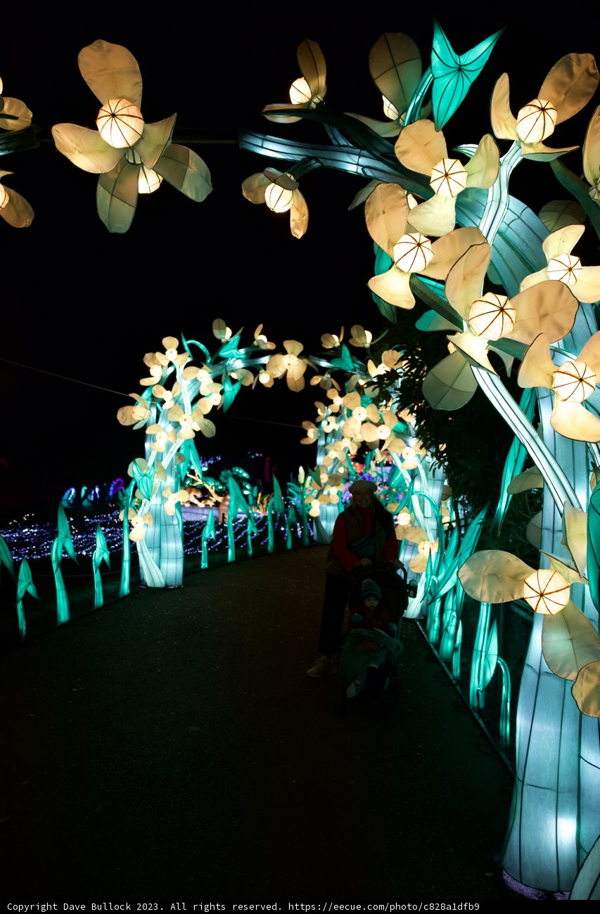 Blooming Delight at the Glowfari
