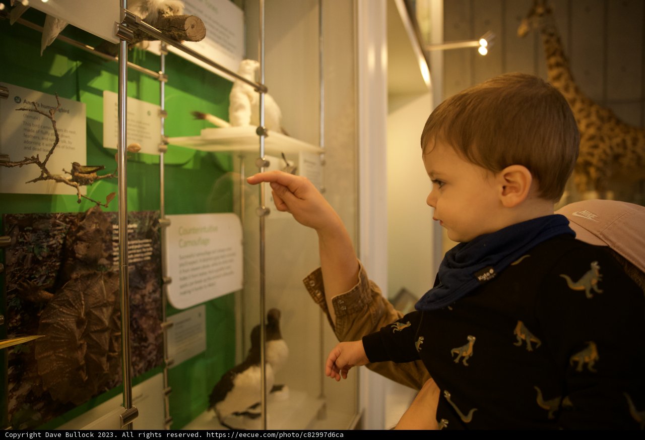 Whimsical Wildlife Exploration at the Museum
