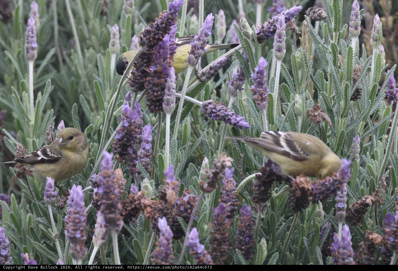 Lesser Goldfinches Foraging Among Lavender Blooms