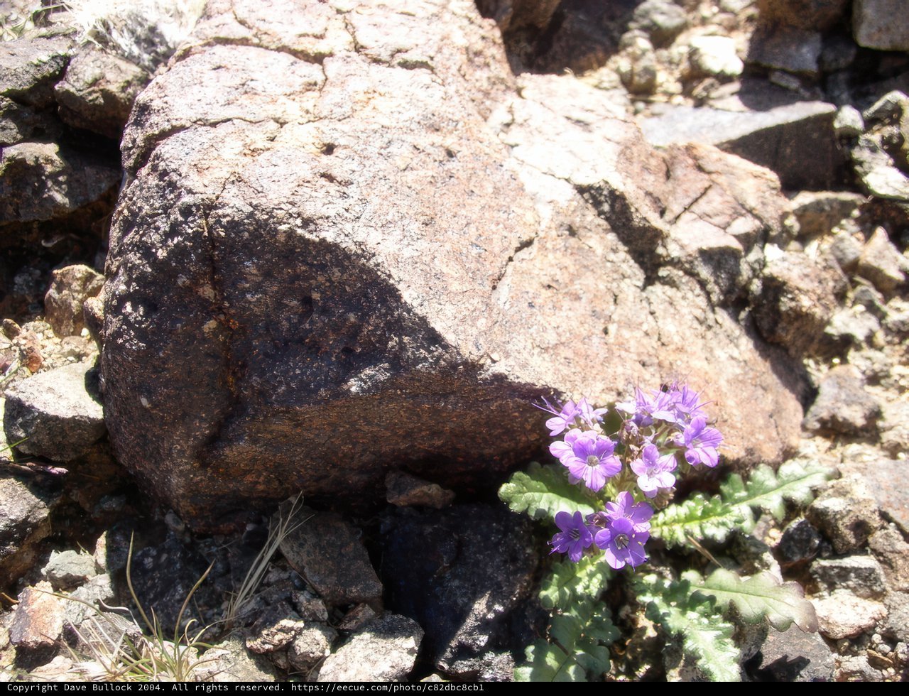 A Purple Geranium Flourishes in the Rocky Wilderness