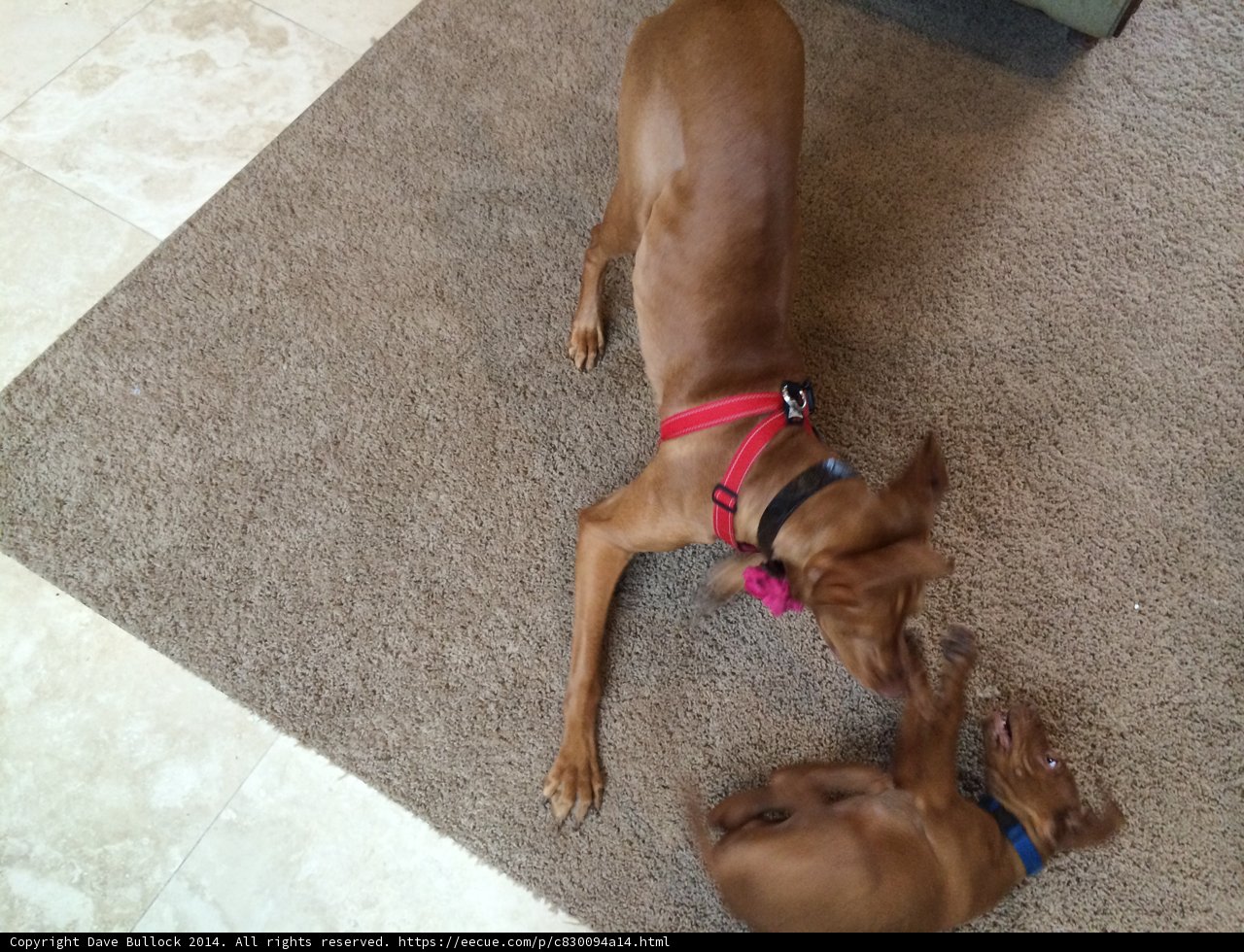 Playtime with Pups