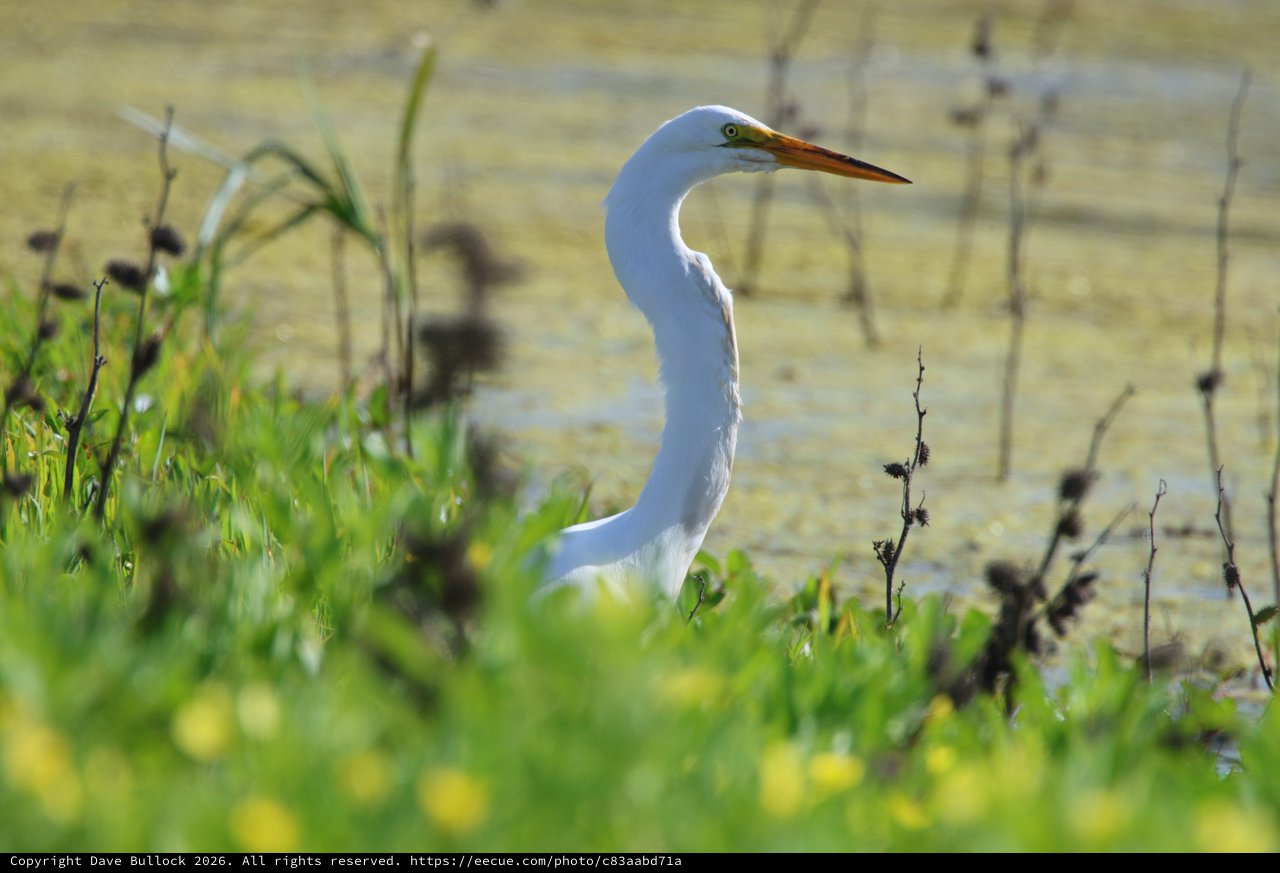 Great Egret Hunting in Wetland Marsh