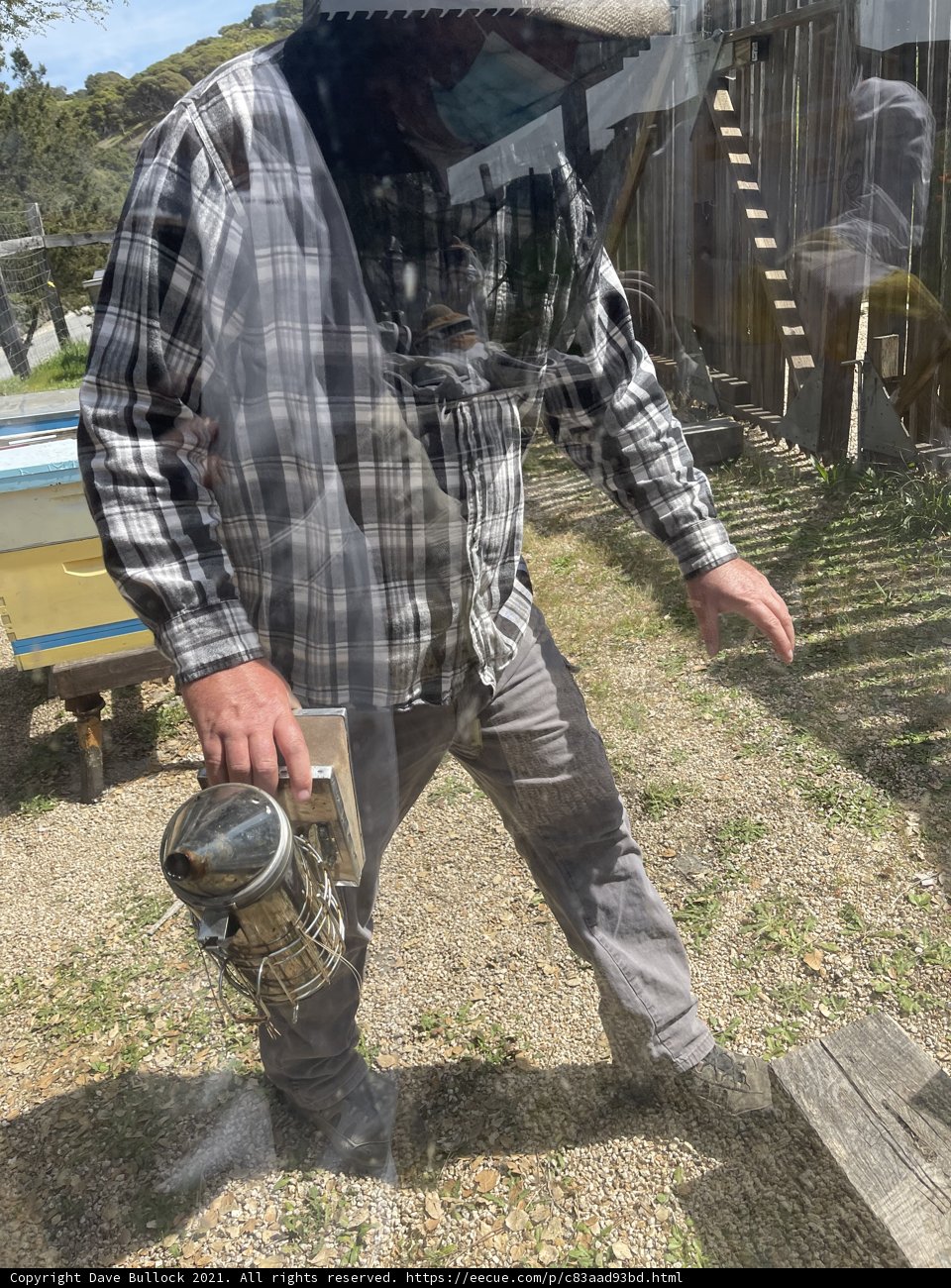 Beekeeping in Carmel
