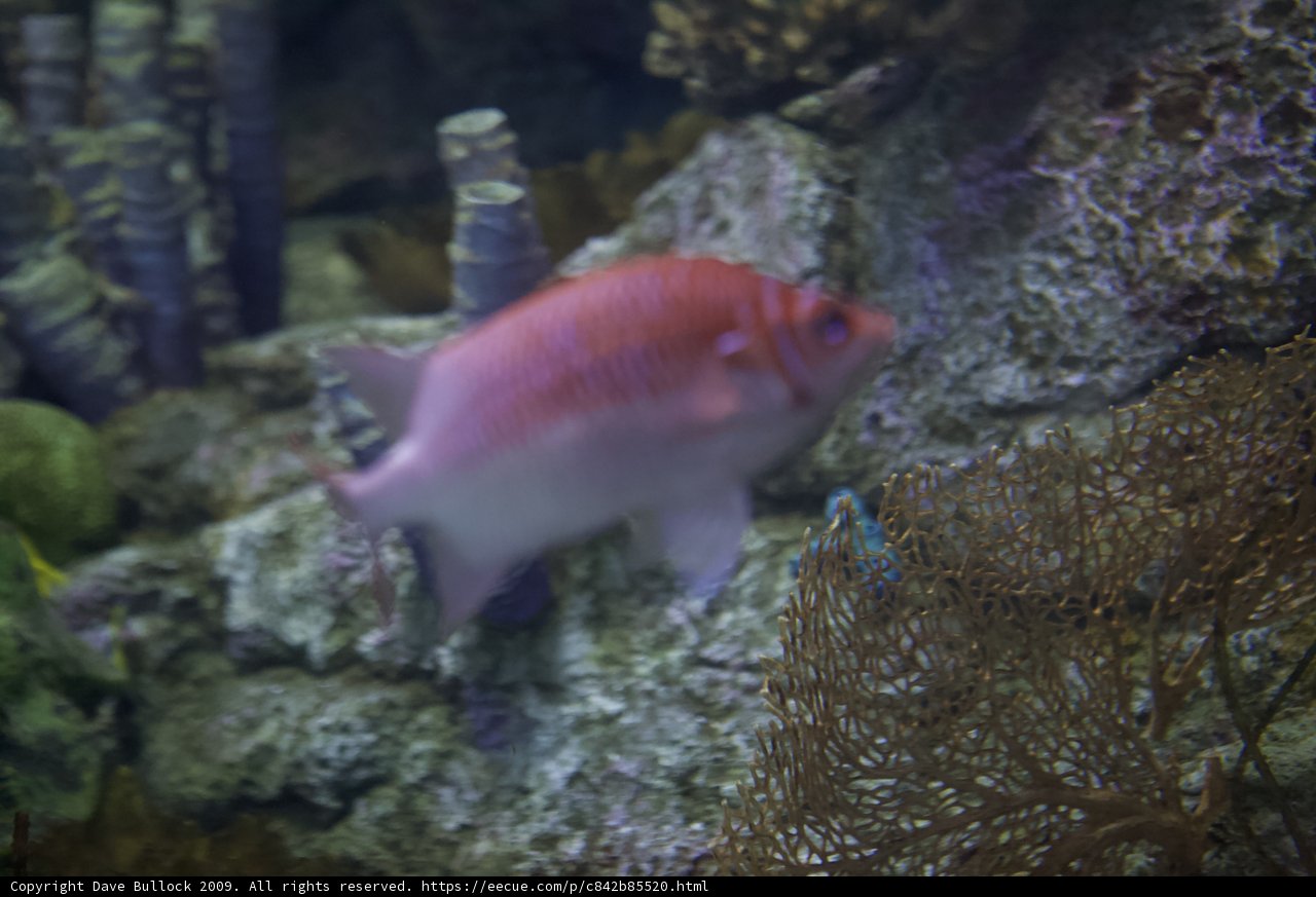 Red Fish in a Coral Reef Aquarium