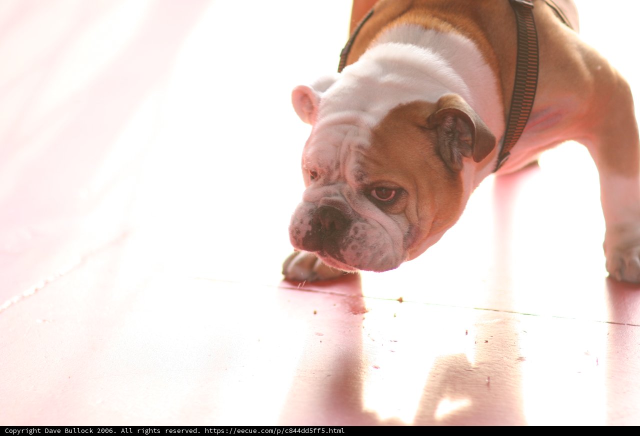 Majestic Bulldog on Pink