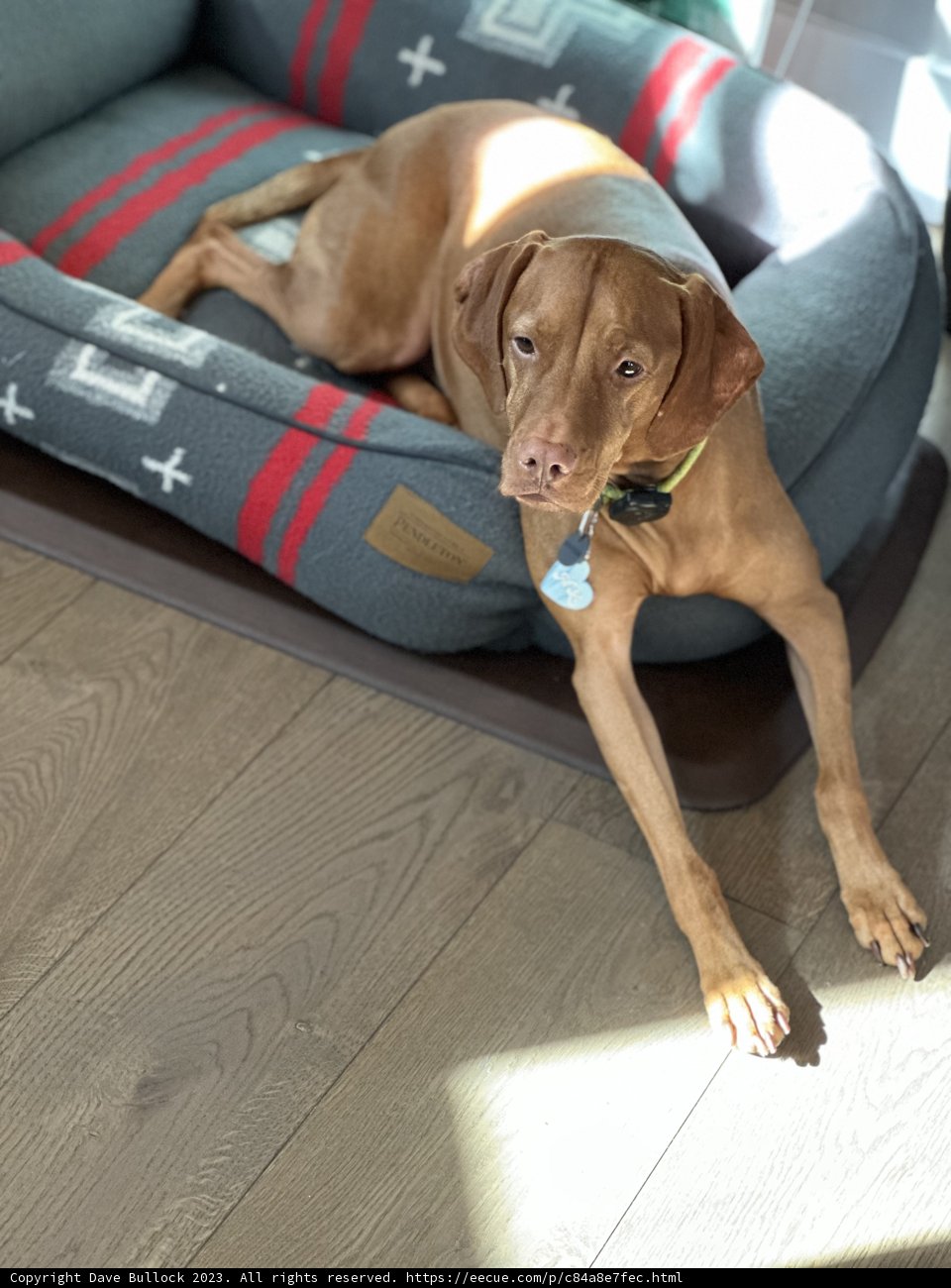 Resting Pup