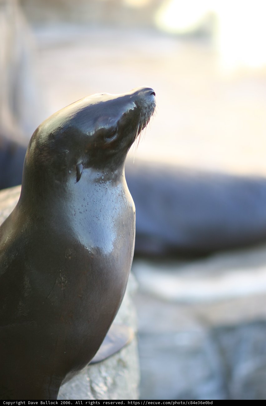 Contemplative Sea Lion