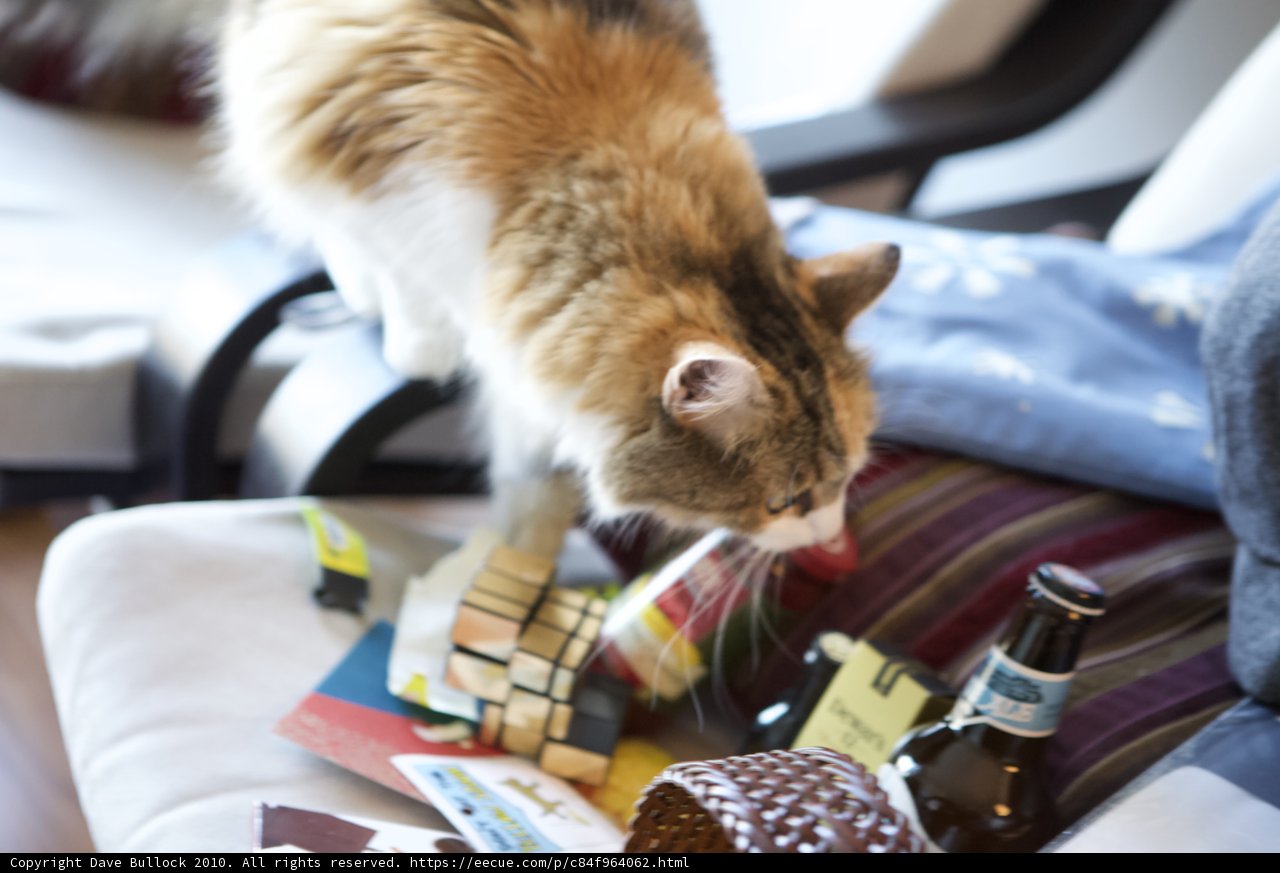 Christmas Cheer with a Furry Friend