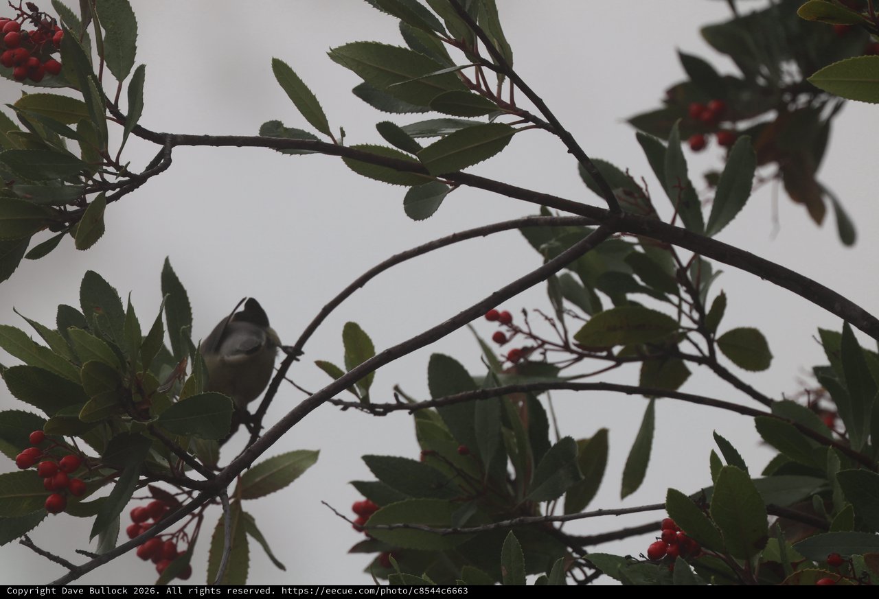 Cedar Waxwing Perched Among Berry-Laden Branches