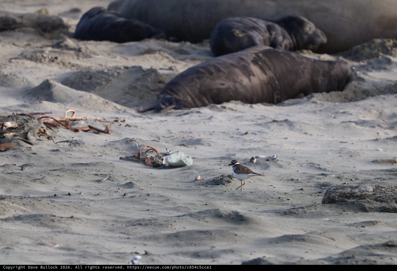Shore Bird Foraging Among Elephant Seals at Drakes Beach