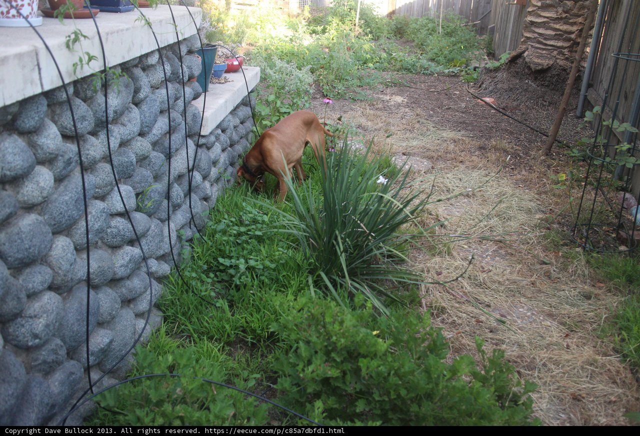Paws and Plants in the Backyard