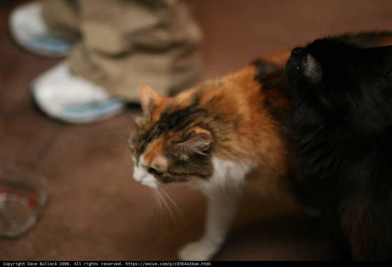 Feline Companion