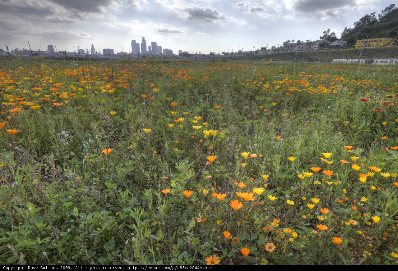 Cityscape and a sea of orange flowers