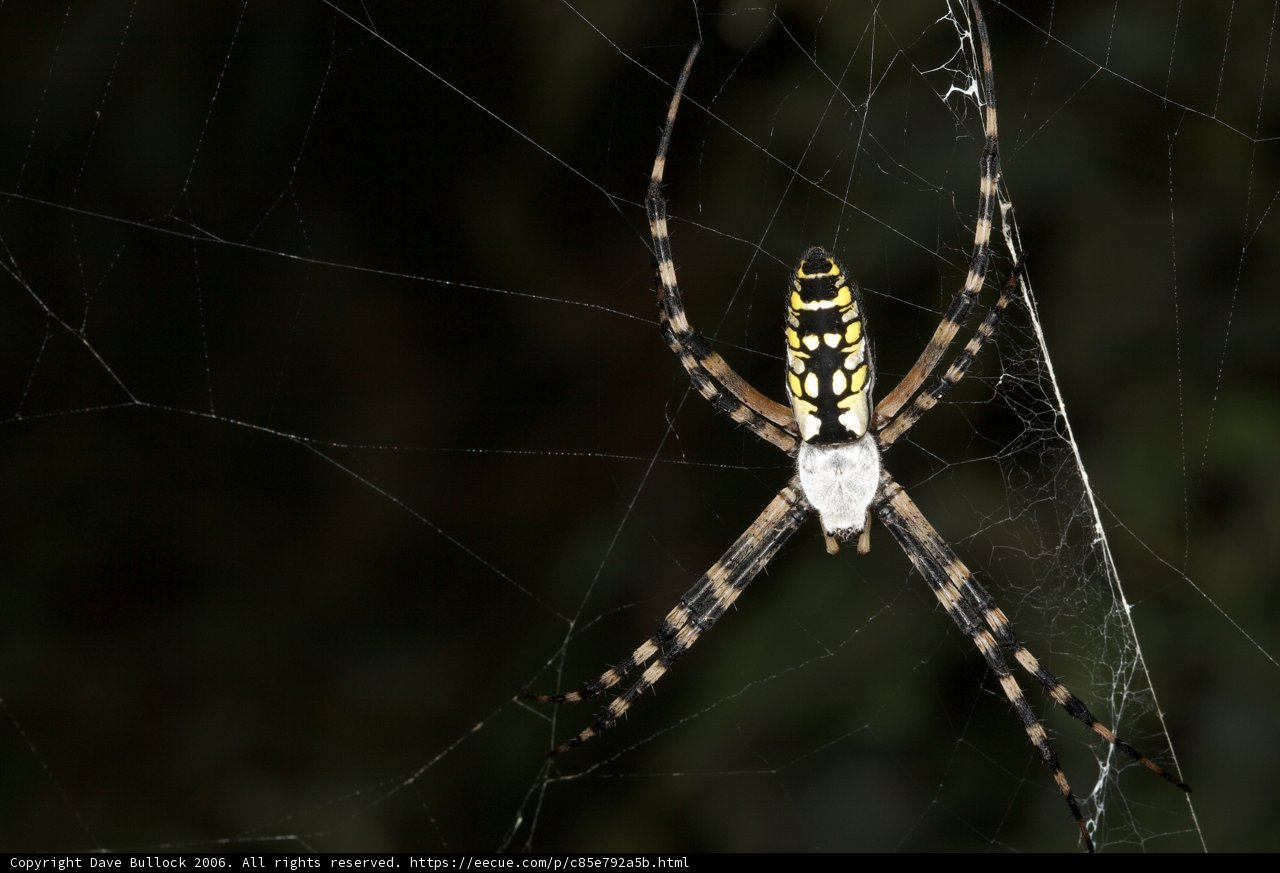 Arachnid Beauty