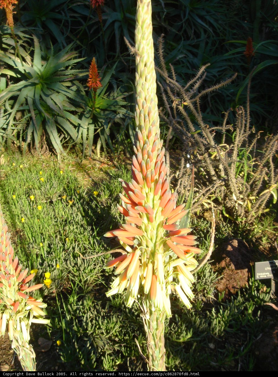 Vibrant Blooms in the Great Outdoors