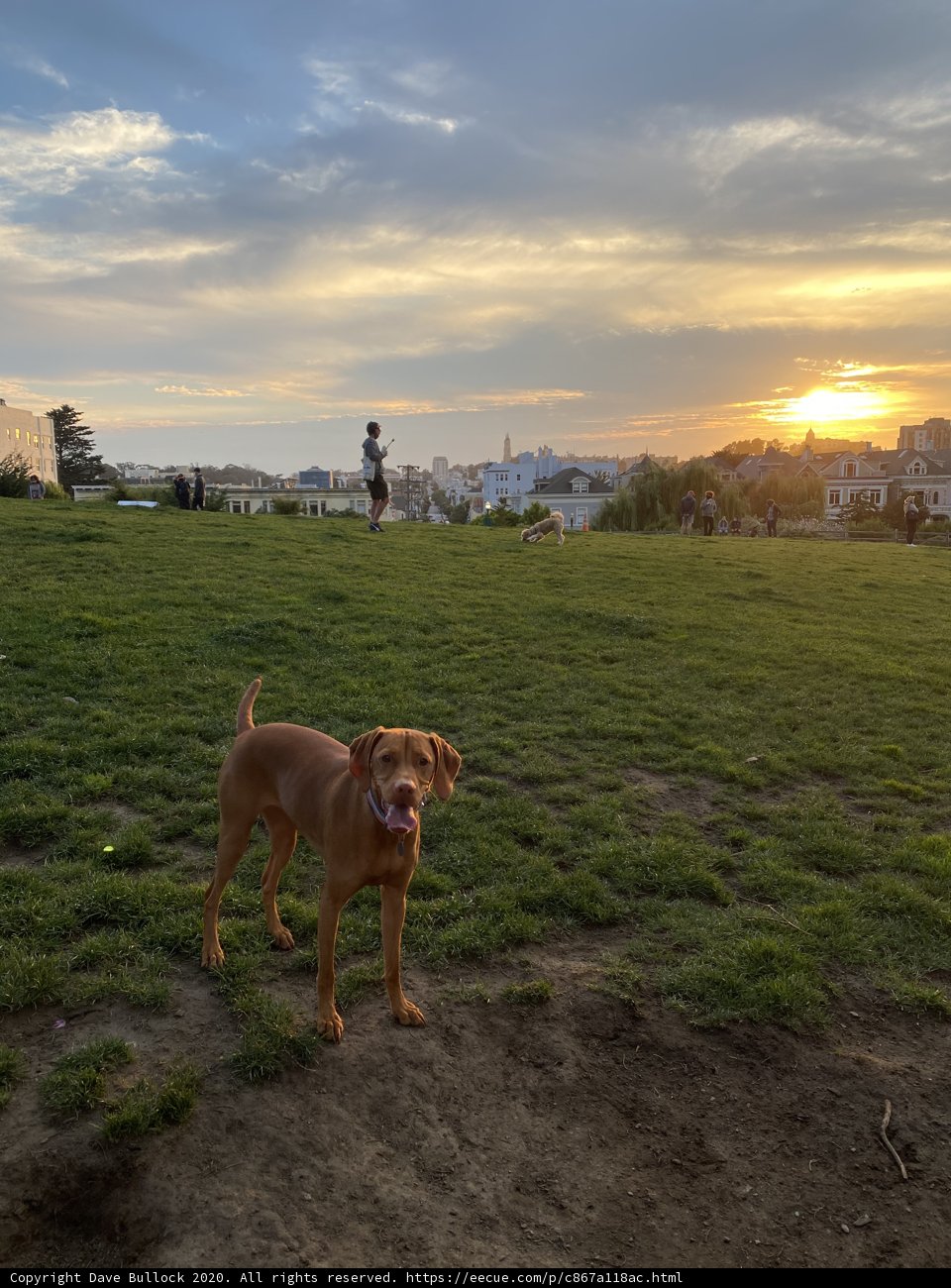 Canine in the Golden Hour