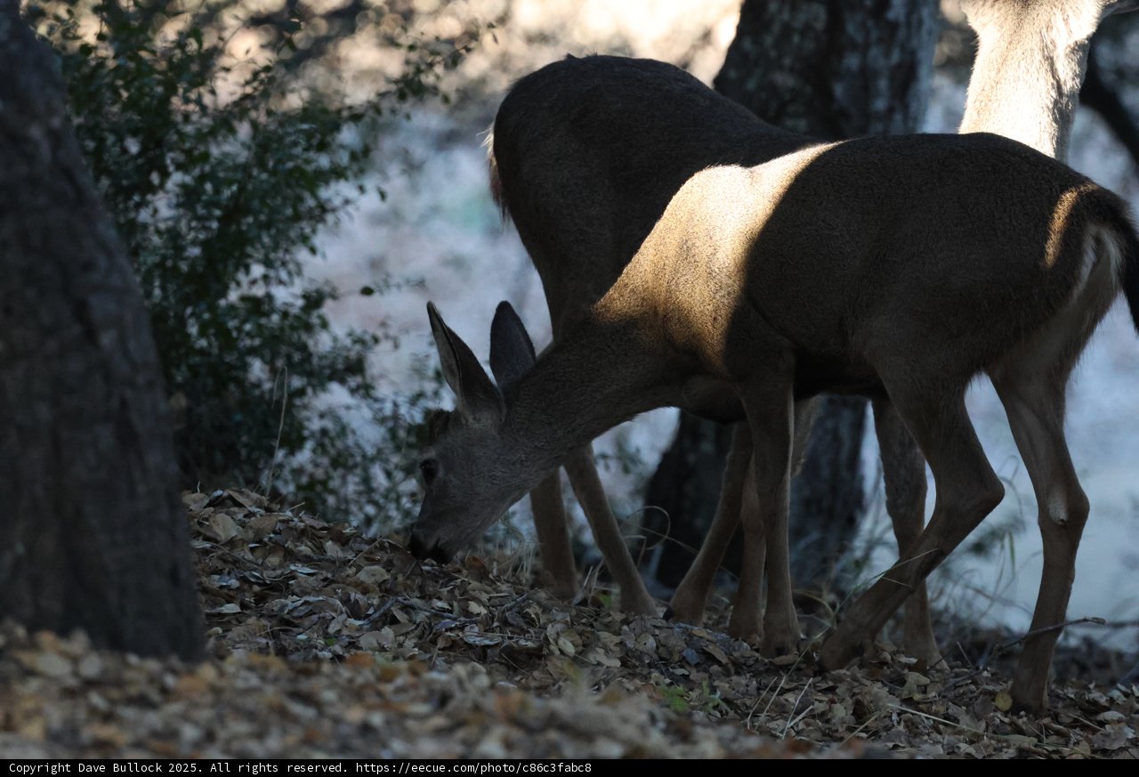 Morning Graze in Carmel Valley