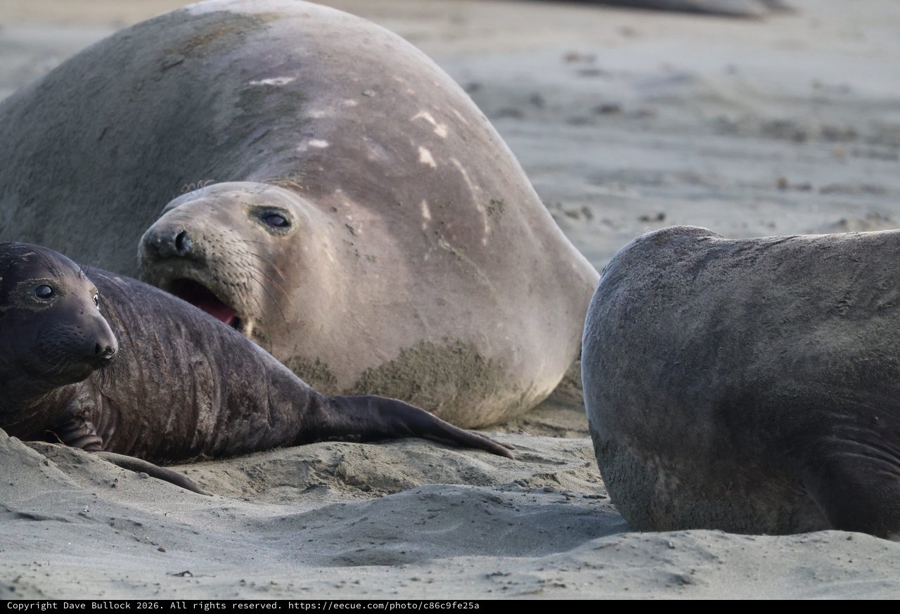 Elephant Seal Pups Resting on Sandy Beach