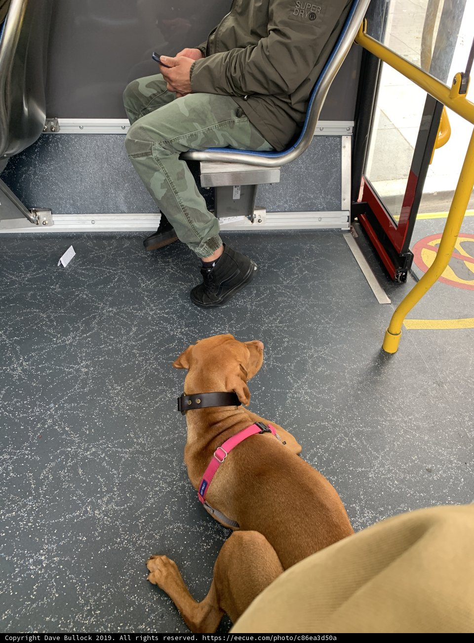 Man and his Canine Companion