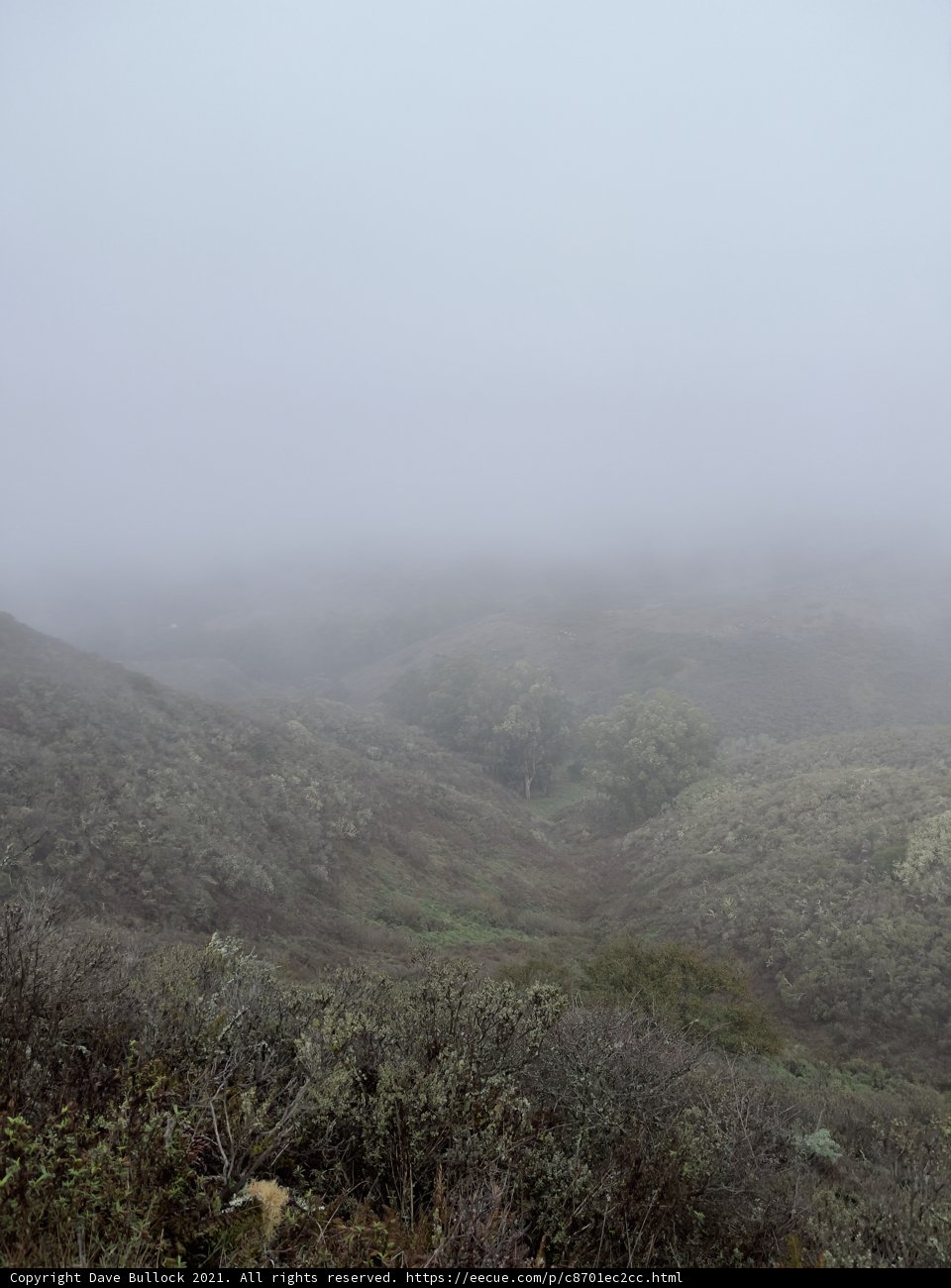 Misty Marin Hillside