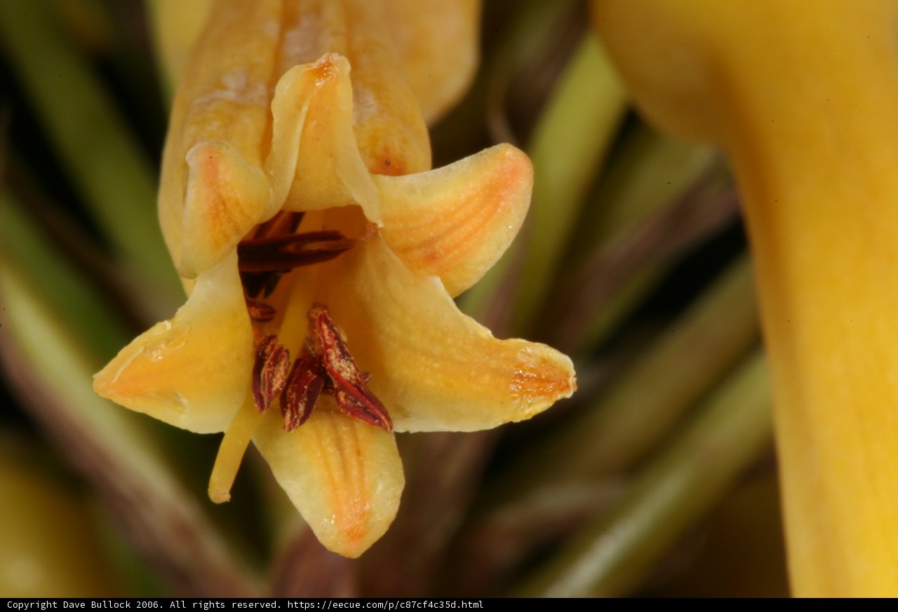 Busy Bee Inside a Yellow Flower