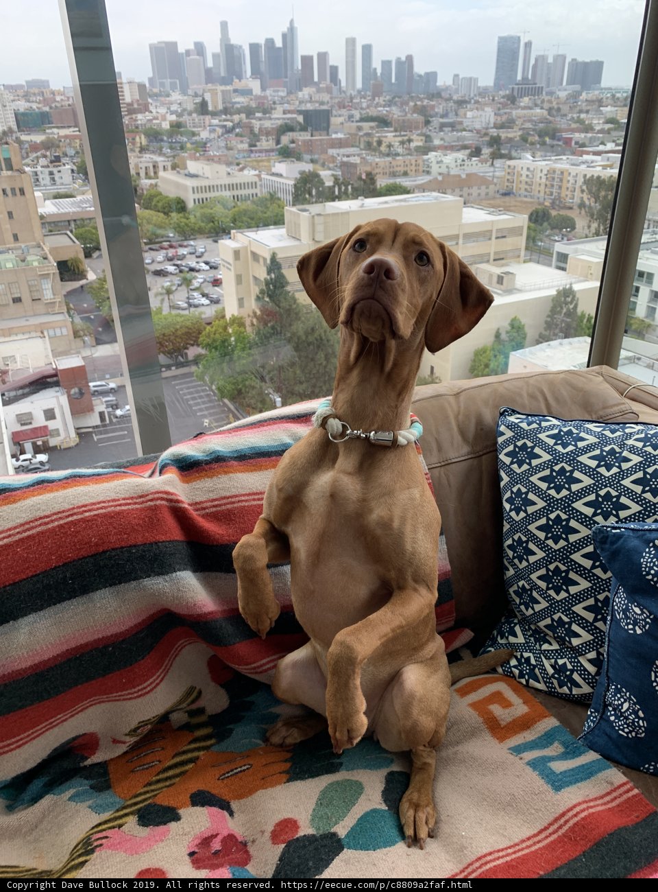 Cozy Canine on the City Couch